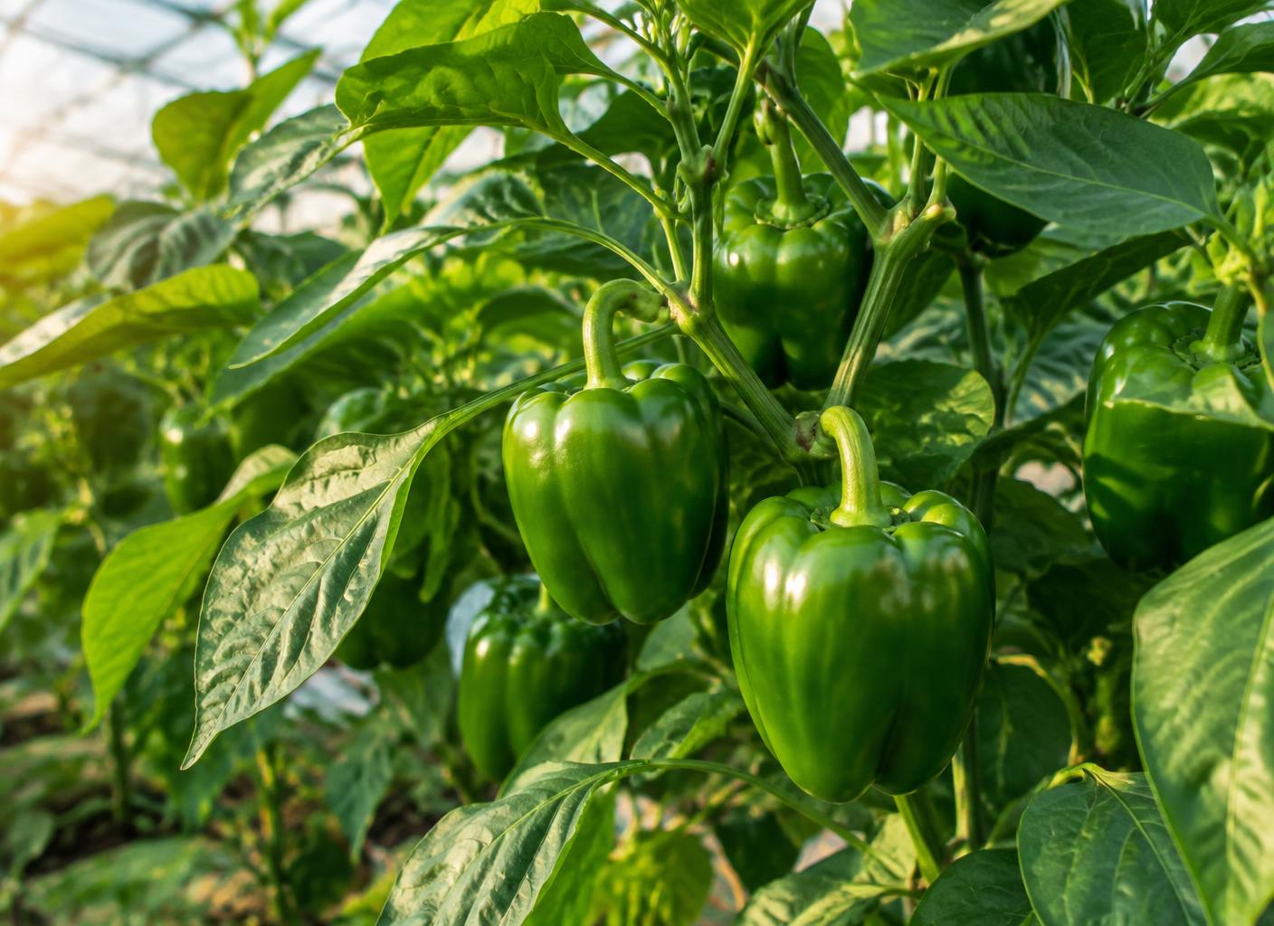 Illustrative green pepper crop growing on the plant